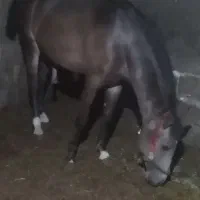 اسب