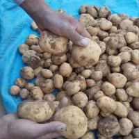 سیب سانته|گل و گیاه طبیعی|چادگان, |دیوار