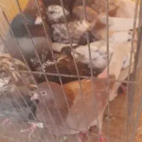 کبوتر کاکل پلاکی پاکستانی