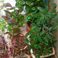 گل و گیاه|گل و گیاه طبیعی|مراغه, |دیوار