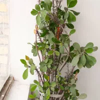 گل طبیعی شاداب|گل و گیاه طبیعی|اسدآباد, |دیوار