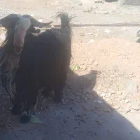 بهده گله داری