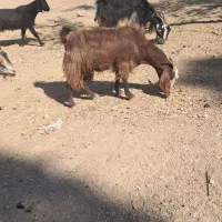 بز کهرد دار|حیوانات مزرعه|مرودشت, نقش رستم|دیوار