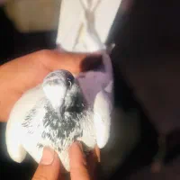 کبوتر|پرنده|نوشین شهر, |دیوار