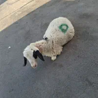 فروش گوسفندزنده دراسلامشهر شبانه روز