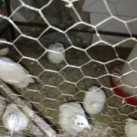 خروس و تعدادی بلدرچین|حیوانات مزرعه|حمیدیا, |دیوار