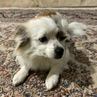 واگذاری سگ خونگی|سگ|بجنورد, |دیوار