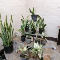 استند آهنی چهار طبقه گل و گیاه خاص و زیبا|گل و گیاه طبیعی|بهبهان, |دیوار