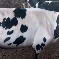 فروش گاو و شنگد|حیوانات مزرعه|کنار تخته و کمار, |دیوار