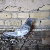 کبوترکفترسرک هفت‌رنگ پشت سبز کله سیاه