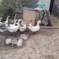 غاز محلی گوشتی و سنگین وزن|حیوانات مزرعه|رشت, پسیخان|دیوار