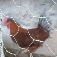 خروس جوجه پارسال
