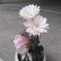 گلهای کاکتوس