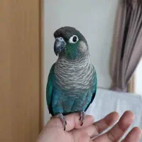 یک جفت تراکوییس نرمال در حد