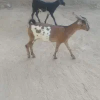 کهره ماده