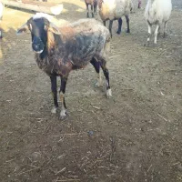 گوسفند بره داره . و ابستن|حیوانات مزرعه|سنگدوین, |دیوار