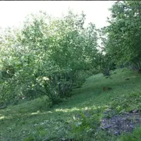 فروش-زمین-هزارمتری-باغ