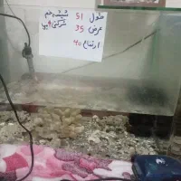 چند آکواریوم به همراه لوازم و ماهی