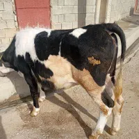 سلام و درود خدا ...