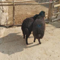 بره بره|حیوانات مزرعه|پیشوا, |دیوار