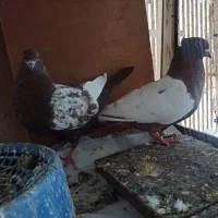 کفتر سینه سرخ نر و ماده کبوتر