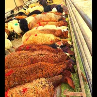 شیشک نرینه قلم آبی باکیفیت(عقیقه نذری مصرف خانگی)|حیوانات مزرعه|مشهد, نوید|دیوار