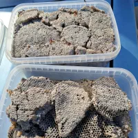 خرید وفروش عسل خشک|خوردنی و آشامیدنی|درب بهشت, |دیوار