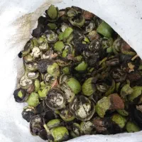 پوست سبز گردو