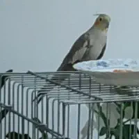 عروس هلندی گمشده