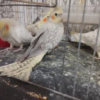 عروس هلندی لوتینو.طوسی.سینامون|پرنده|چهارباغ, |دیوار