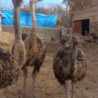 گوشت شتر مرغ