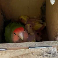 جوجه سرلاکی کوتوله ی برزیلی