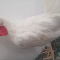 خروس