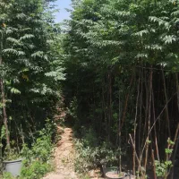 نهال پالونیا،انجیر،انار،ازگیل،نارنج و زیتون تلخ|خدمات باغبانی و درختکاری|علیآباد کتول, |دیوار