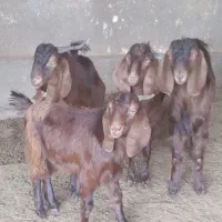 بزغاله دو رگه پاکستانی