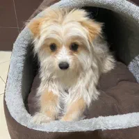 سگ پوماپو|سگ|تاکستان, |دیوار