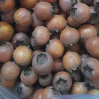 ازگیل (کونوس)|خوردنی و آشامیدنی|لاهیجان, کوی آزادگان|دیوار