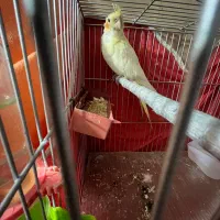 عروس هلندی لوتینو چشم شرابی