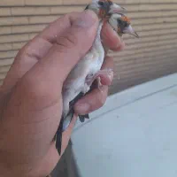 سقا|پرنده|کرمان, |دیوار