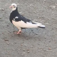 کبوتر|حیوانات|بندر ترکمن, |دیوار