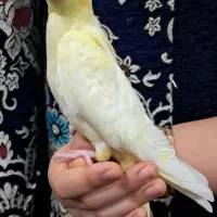 جوجه عروس هلندی