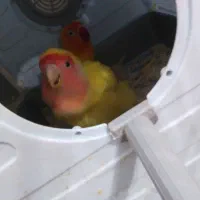 طوطی برزیلی زیبا