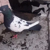 کبوتر سینه ای سینه سیاه و طوقی،