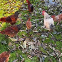 مرغ و خروس محلی|حیوانات مزرعه|تولم شهر, |دیوار