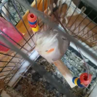 عروس هلندی جفت مولد سخن گو|پرنده|نظرآباد, نظرآباد|دیوار