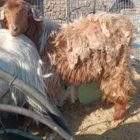 بره وبزغاله چاق و چله|حیوانات مزرعه|زاهدان, |دیوار