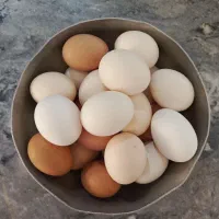 تخم مرغ محلی درشت تازه روستای گریوان، طعمی بی نظیر