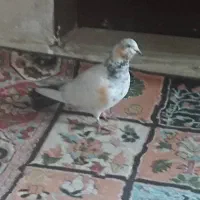 کبوتر سینه دم سیاه|پرنده|پرند, فاز ۵|دیوار