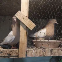 نداشتن وقت رسیدگی کم بود جا|پرنده|کرج, حسن آباد|دیوار