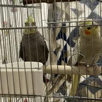 جفت عروس هلندی جون|پرنده|مرودشت, گندم|دیوار